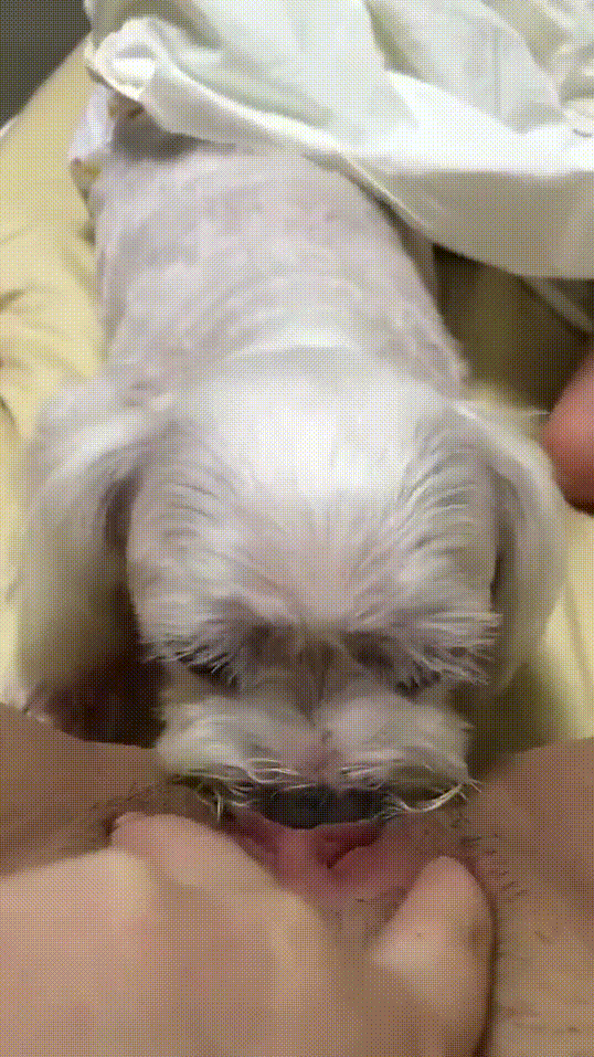 인스타BJ라방밴드 개보빨녀들 모음